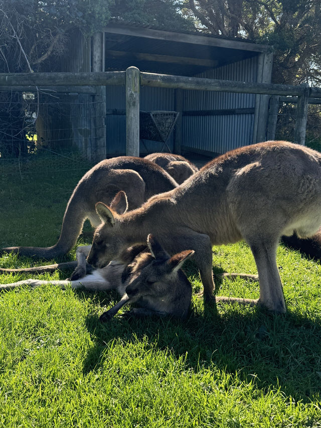 🇦🇺🦘Maru koala and animals park