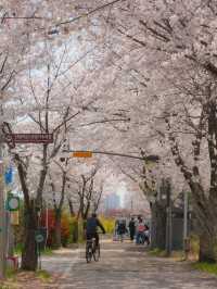 서울 도심 속 벚꽃 힐링 산책길🌸, 안양천