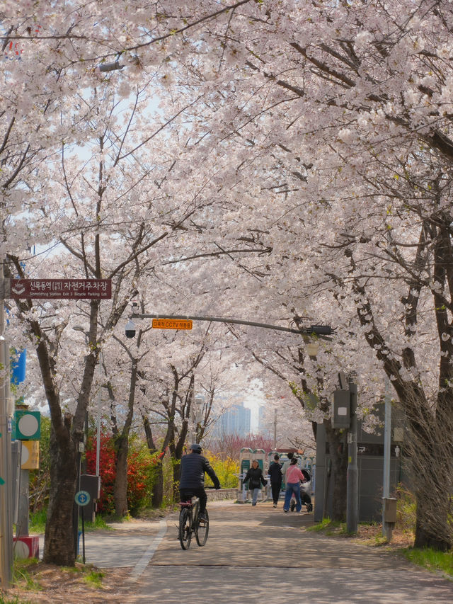 서울 도심 속 벚꽃 힐링 산책길🌸, 안양천