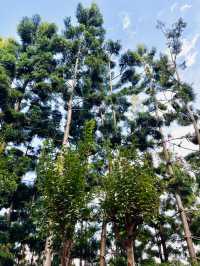 Taman Saujana Hijau: Sustainable Green Sanctuary