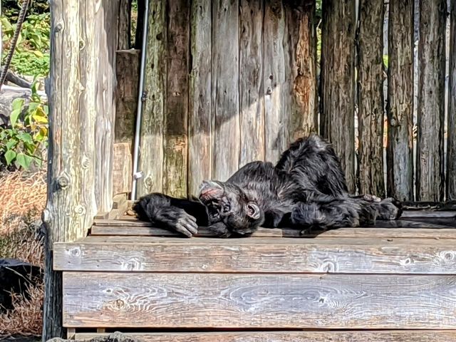 【伊豆】伊豆シャボテン動物公園で動物とサボテンと触れ合う
