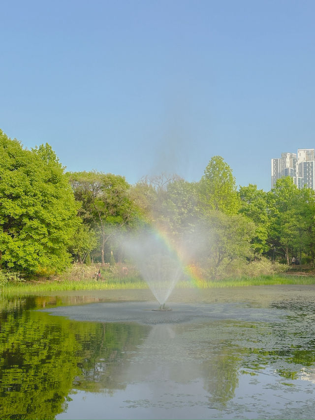그냥 산책하러 갔는데… 완전 튤립축제🌼