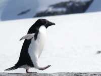 南極旅遊攻略 Antarctica Travel Guide