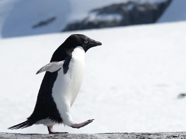 南極旅遊攻略 Antarctica Travel Guide