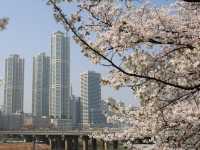 安養川の桜スナップ🌸📷リピートしたくなる春の癒し空間