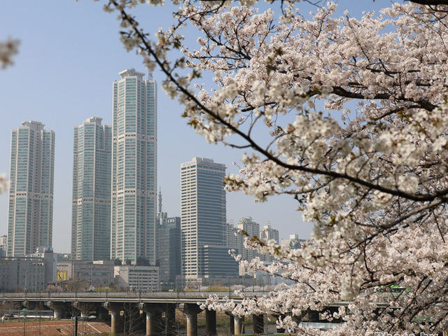 安養川の桜スナップ🌸📷リピートしたくなる春の癒し空間