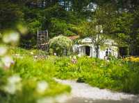 Furano in Full Bloom: Discover the Magic of Kaze no Garden