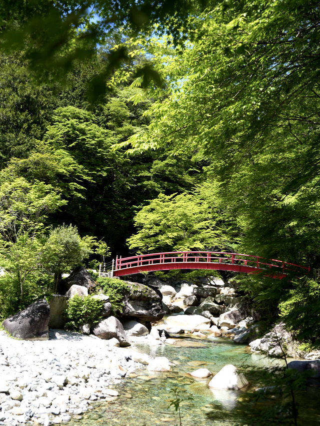 【岐阜】青もみじと赤い橋のコントラストに魅了