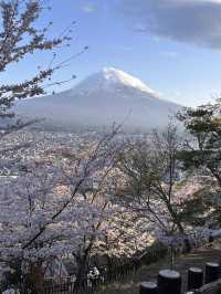 mountaim fuji with cherry blossom season 