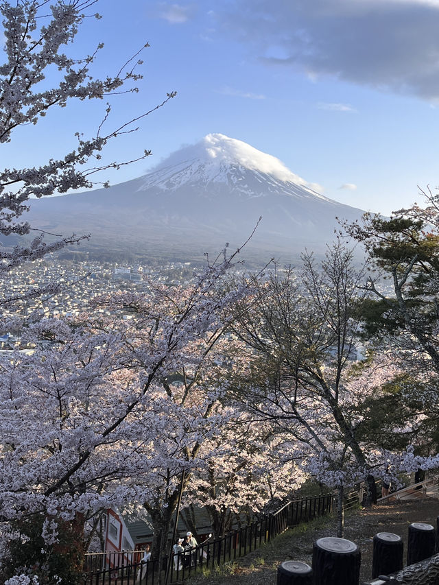 mountaim fuji with cherry blossom season 