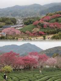 It’s Cherry Blossom Season!!
