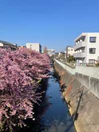 Where Spring Never Ends: Sakura Moments in Tokyo
