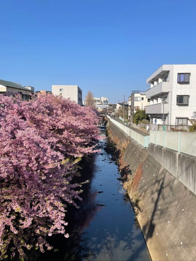 Where Spring Never Ends: Sakura Moments in Tokyo