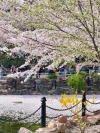 Blossoms of the City: Springtime Serenity at Gucun Park
