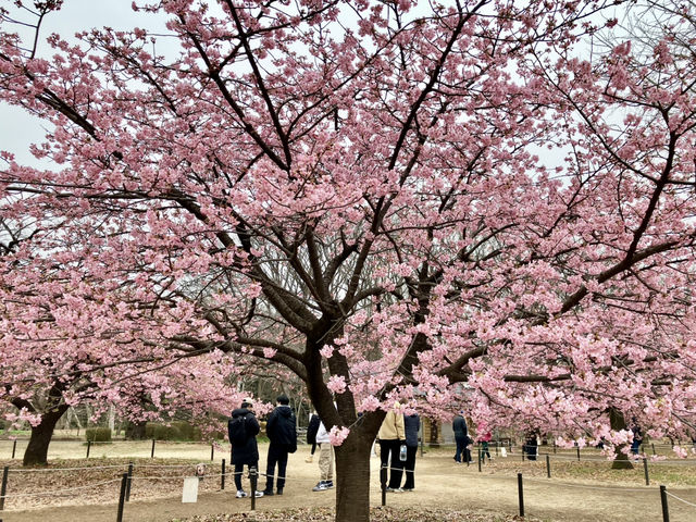 河津櫻 @ 代代木公園