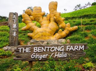 Exploring Bentong Ginger Farm: Pahang’s Spicy Agri-Tourism Gem