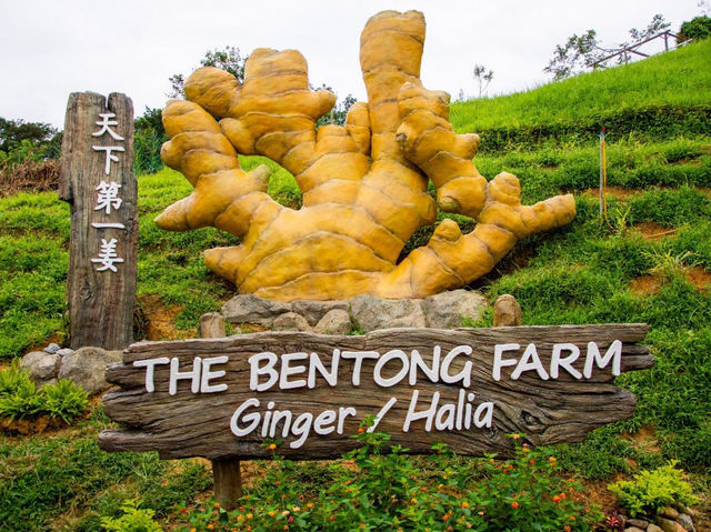 Exploring Bentong Ginger Farm: Pahang’s Spicy Agri-Tourism Gem