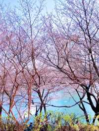 Reflections of Spring: Cherry Blossoms at Seokchon Lake