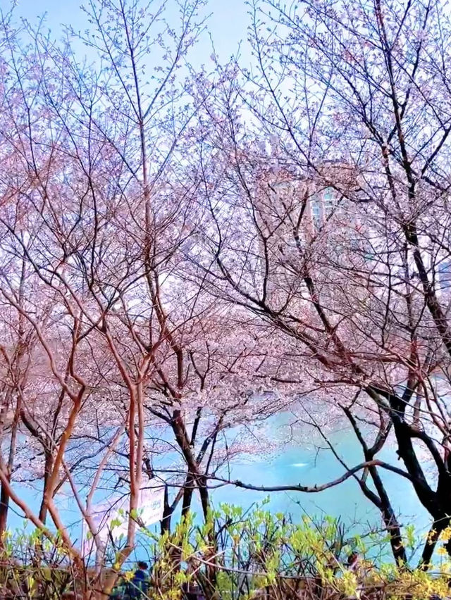 Reflections of Spring: Cherry Blossoms at Seokchon Lake