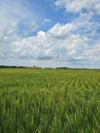 Sekinchan Paddy View Cafe- Haycafe