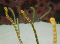 🚀 沖繩旅遊全攻略｜潛水、美麗海水族館、萬座毛、燈塔打卡熱點 🌊