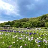【東京×東村山】600種8千株の花菖蒲が咲き乱れる東村山の一大イベント