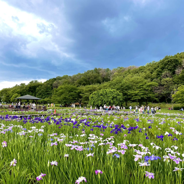 【東京×東村山】600種8千株の花菖蒲が咲き乱れる東村山の一大イベント