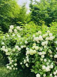 Discovering Wildflower Beauty at Deul's Park