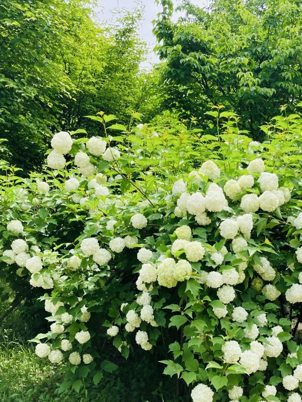 Discovering Wildflower Beauty at Deul's Park