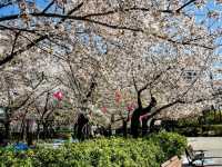 名古屋鶴舞公園，櫻花名所100選的賞櫻勝地