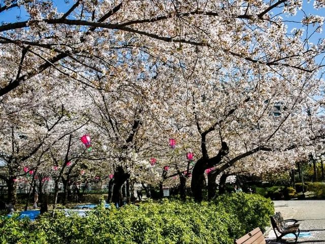名古屋鶴舞公園，櫻花名所100選的賞櫻勝地