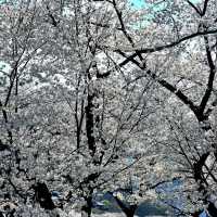 Hwagae Cherry Blossom Road