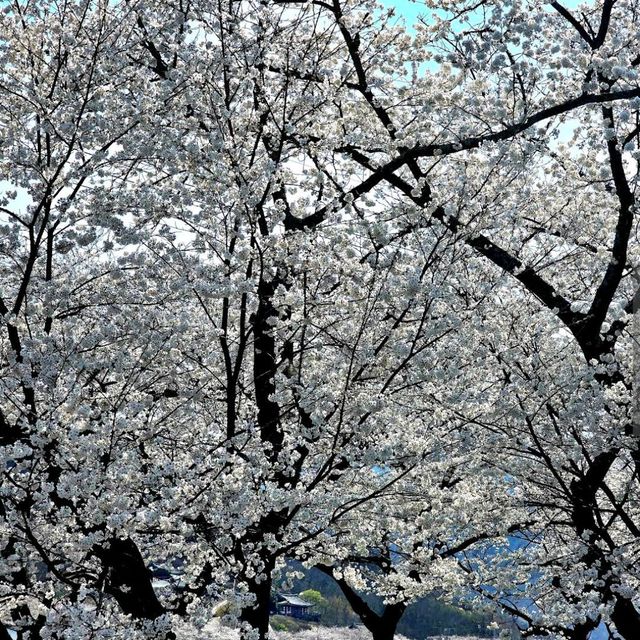 Hwagae Cherry Blossom Road