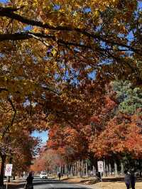 Explore the scenic historic town - Oathlands