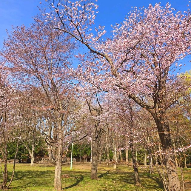 Maruyama Park: A Nature Lover’s Haven
