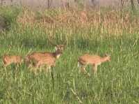 Chitwan National Park: Nepal’s Wild Treasure