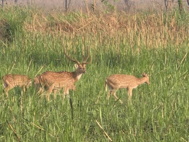 Chitwan National Park: Nepal’s Wild Treasure Chitwan National Park: Nepal’s Wild Treasure