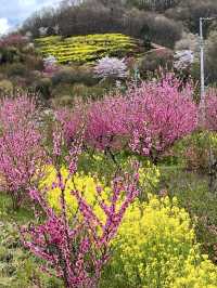Spring Magic at Hanamiyama Park