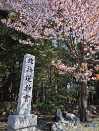 Cherry Blossoms at the Shrine, Outlet Spree, and a Bittersweet Goodbye 🌸🛍✈️