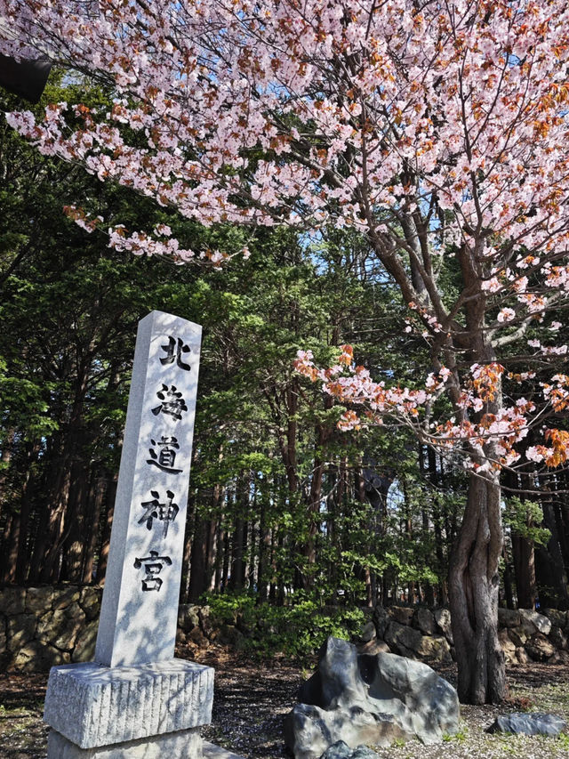 Cherry Blossoms at the Shrine, Outlet Spree, and a Bittersweet Goodbye 🌸🛍✈️