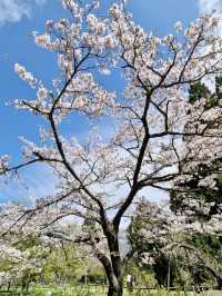 櫻雪靜山林：阿里山春日物語