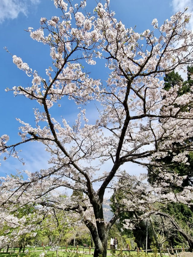 櫻雪靜山林：阿里山春日物語