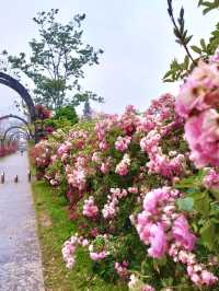 Sapa in Bloom: A Journey Through season