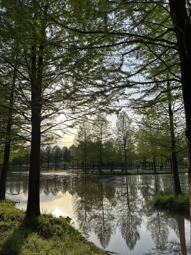 평생 볼 가로수 다 보고 온…🌳 담양 메타세콰이어길