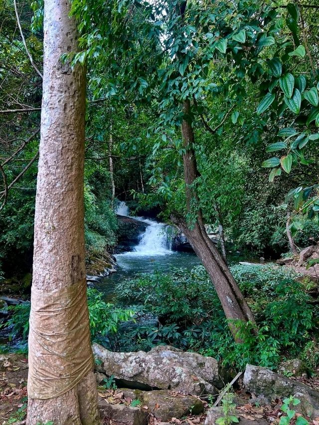 Nature’s Springtime Splash in Chiang Mai