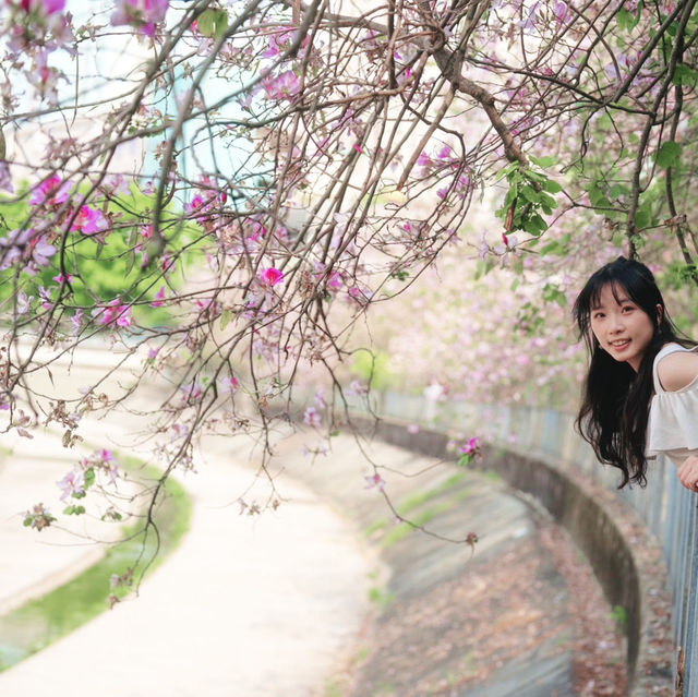   **🌸【香港賞花】兆康西鐵站「港版河津櫻」盛放！宮粉羊蹄甲粉紅花海打卡攻略🌸**  
