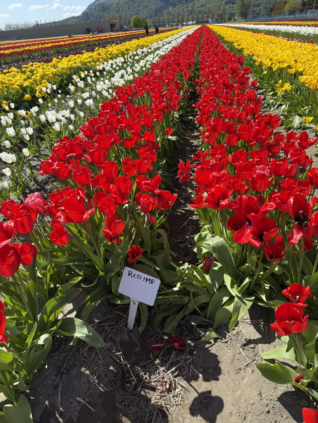 Scenic roads full of tulips..