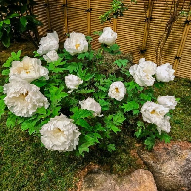 Yuushien Garden: A Blossoming Escape