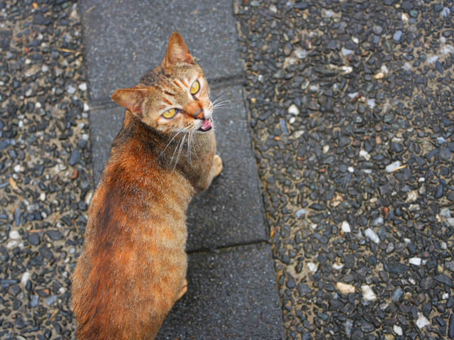 【台湾/猴硐】猫好きにはたまらない！猫村‼︎