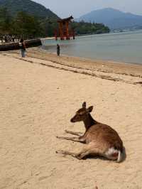 5D4N to Hiroshima from Penang via Hong Kong